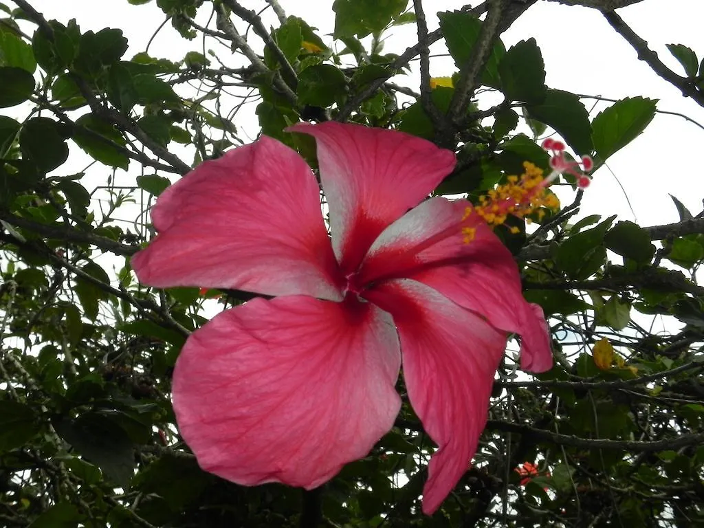 Fare Arana Moorea Guesthouse Atiha Gasthuis
