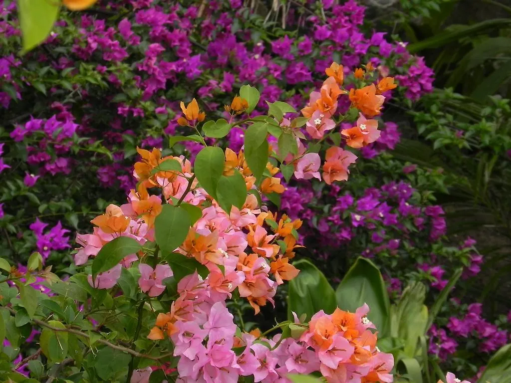 Guest house Fare Arana Moorea Guesthouse Atiha